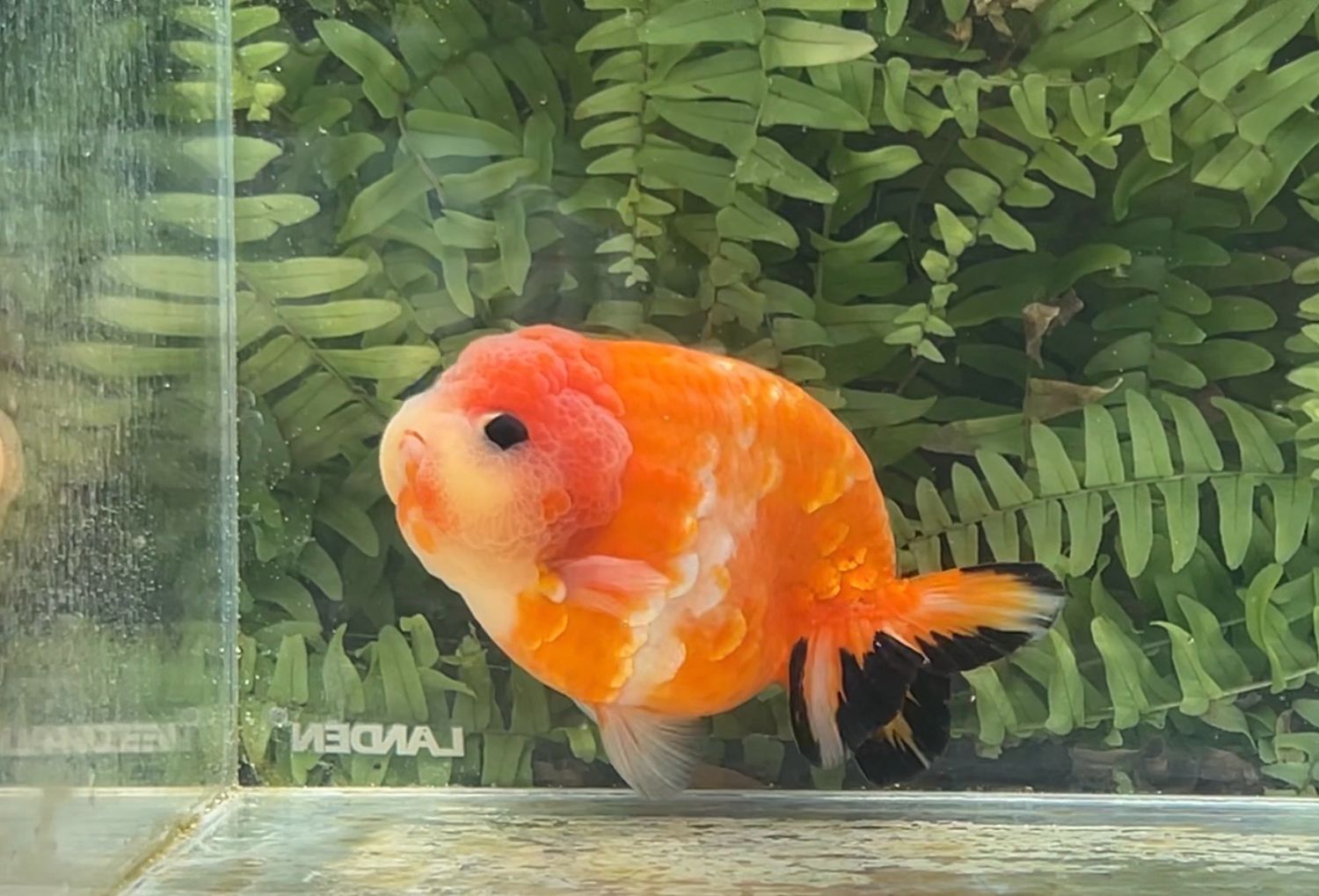 Gold Coin Sunset Yuanbao Ranchu (M, 4.75”)