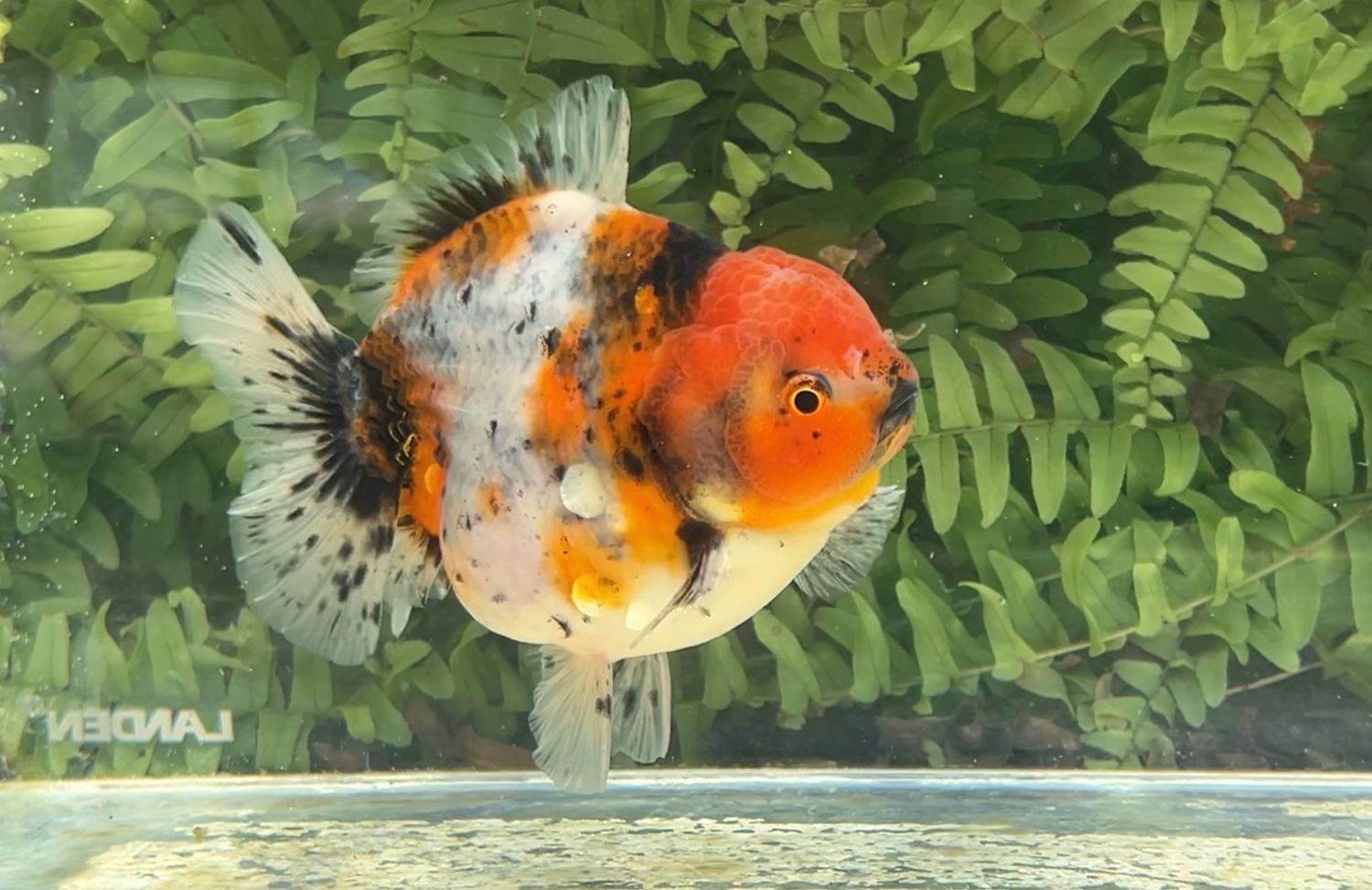 Calico Shogun Oranda (4.25”)