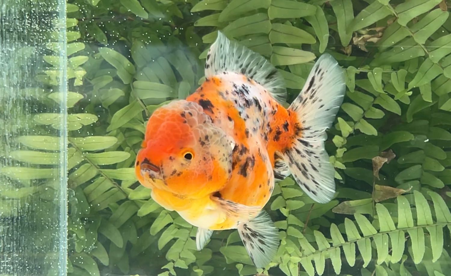 Calico Shogun Oranda (4”)