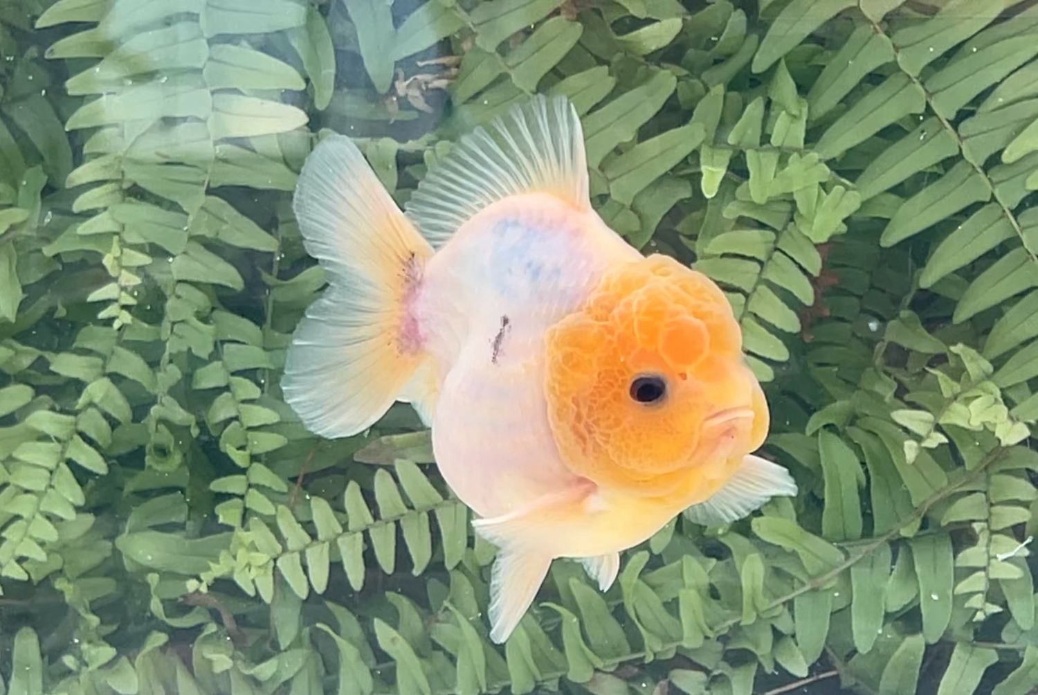 Blue Based Shogun Oranda (4”)