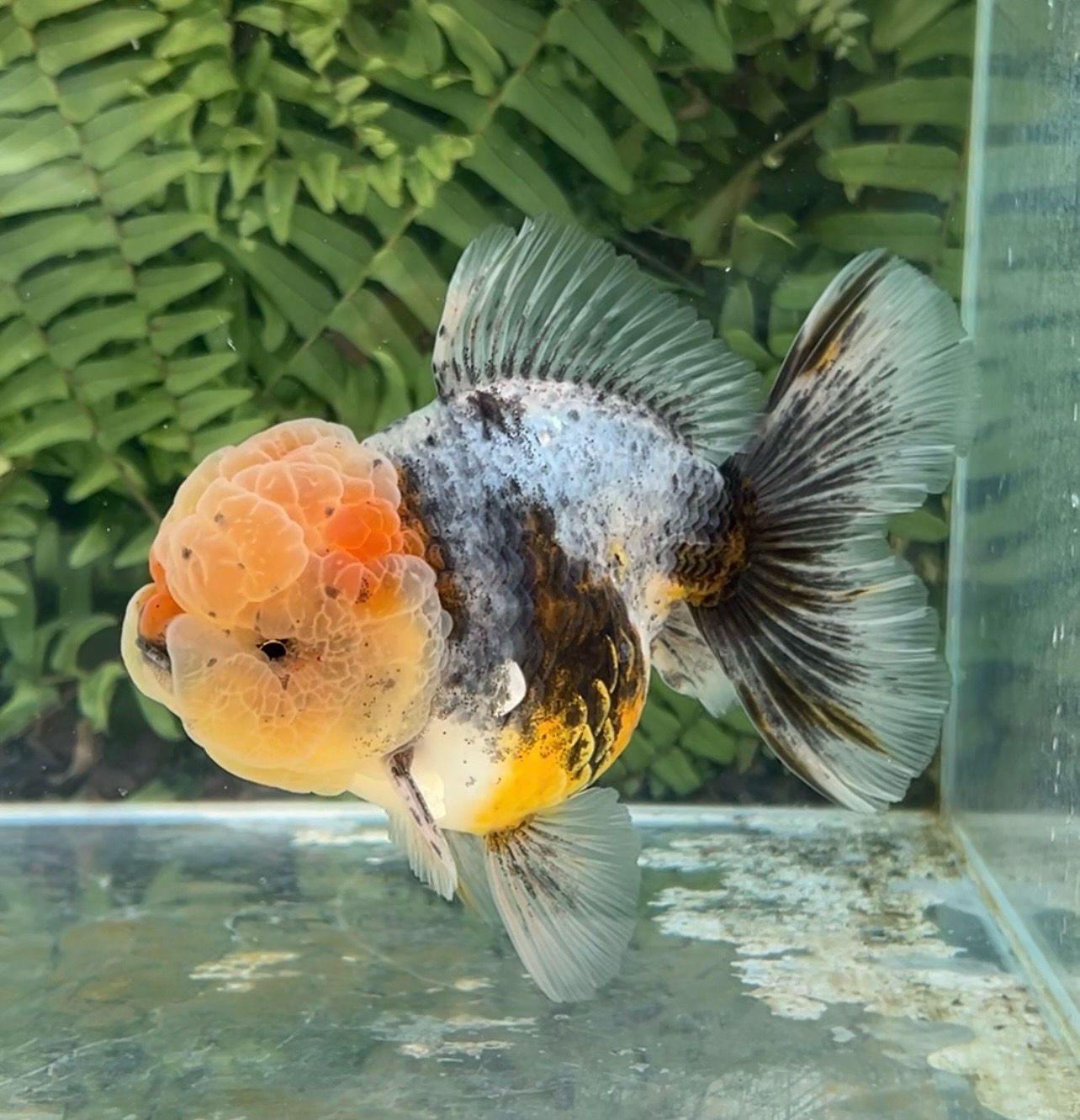 Calico Rosetail Oranda (M, 4.8”)