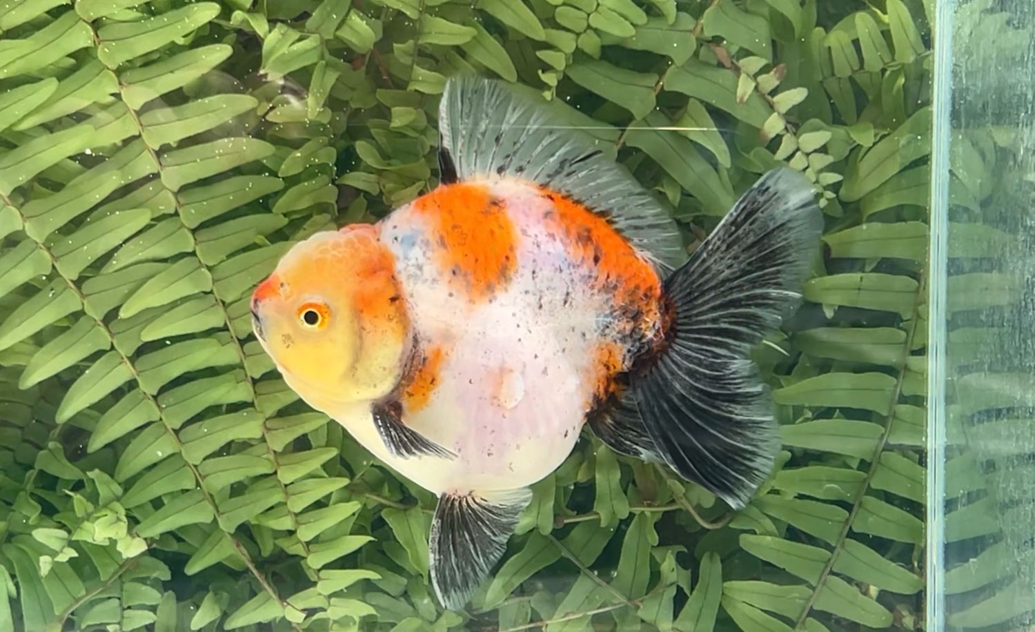 Calico Rosetail Oranda (M, 5”)