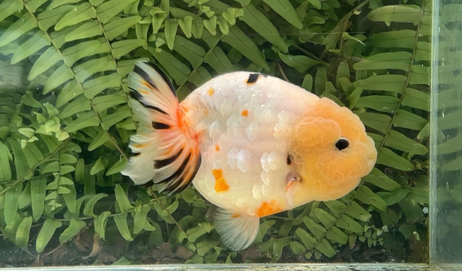 Silver Coin Tri-color Yuanbao Ranchu (M, 4.75”)