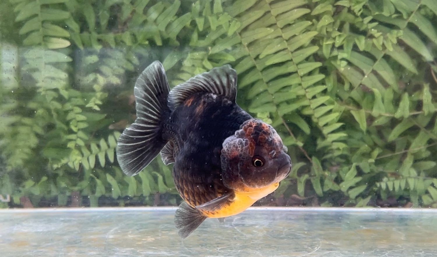 Black Kirin Shogun Oranda (3.75”)