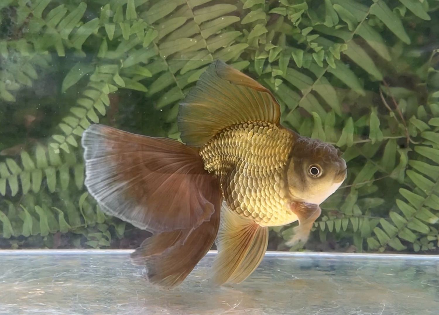 Bronze Veiltail (M, 5.75”)