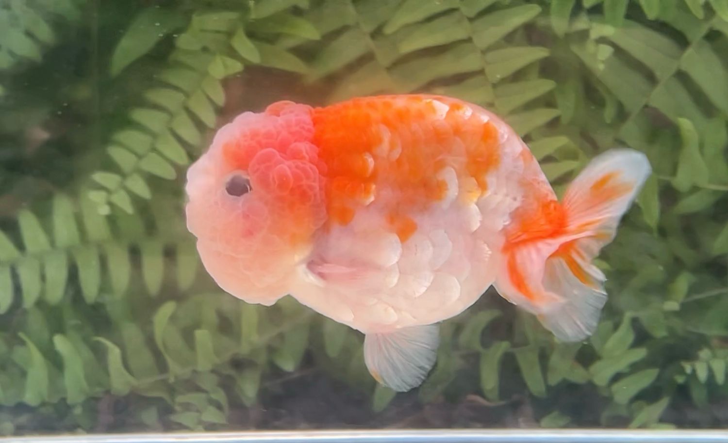 Silver Coin Sakura Yuanbao Ranchu (M, 3.75”)