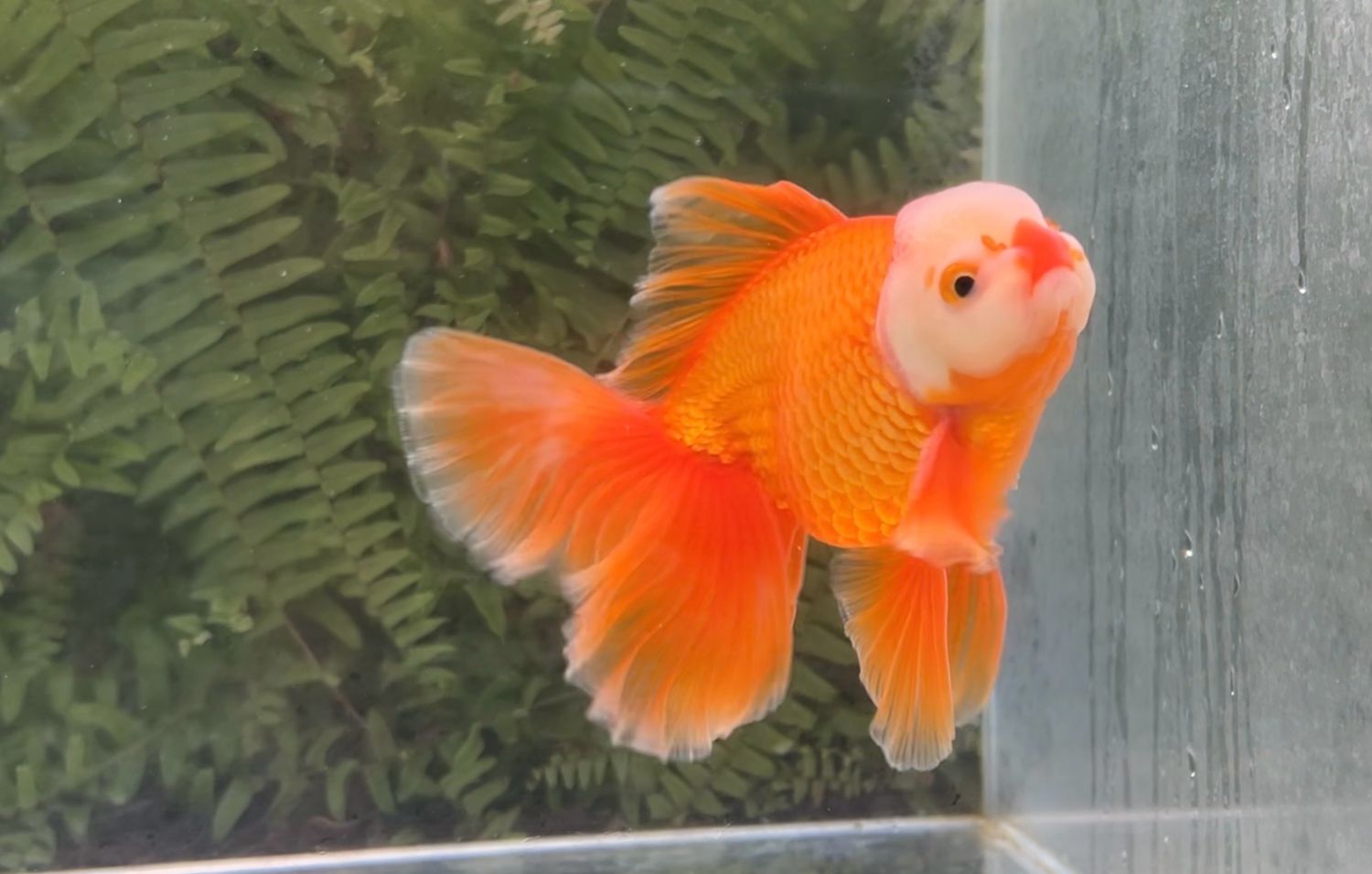 Red And White Peonytail Oranda (M, 5.75”)