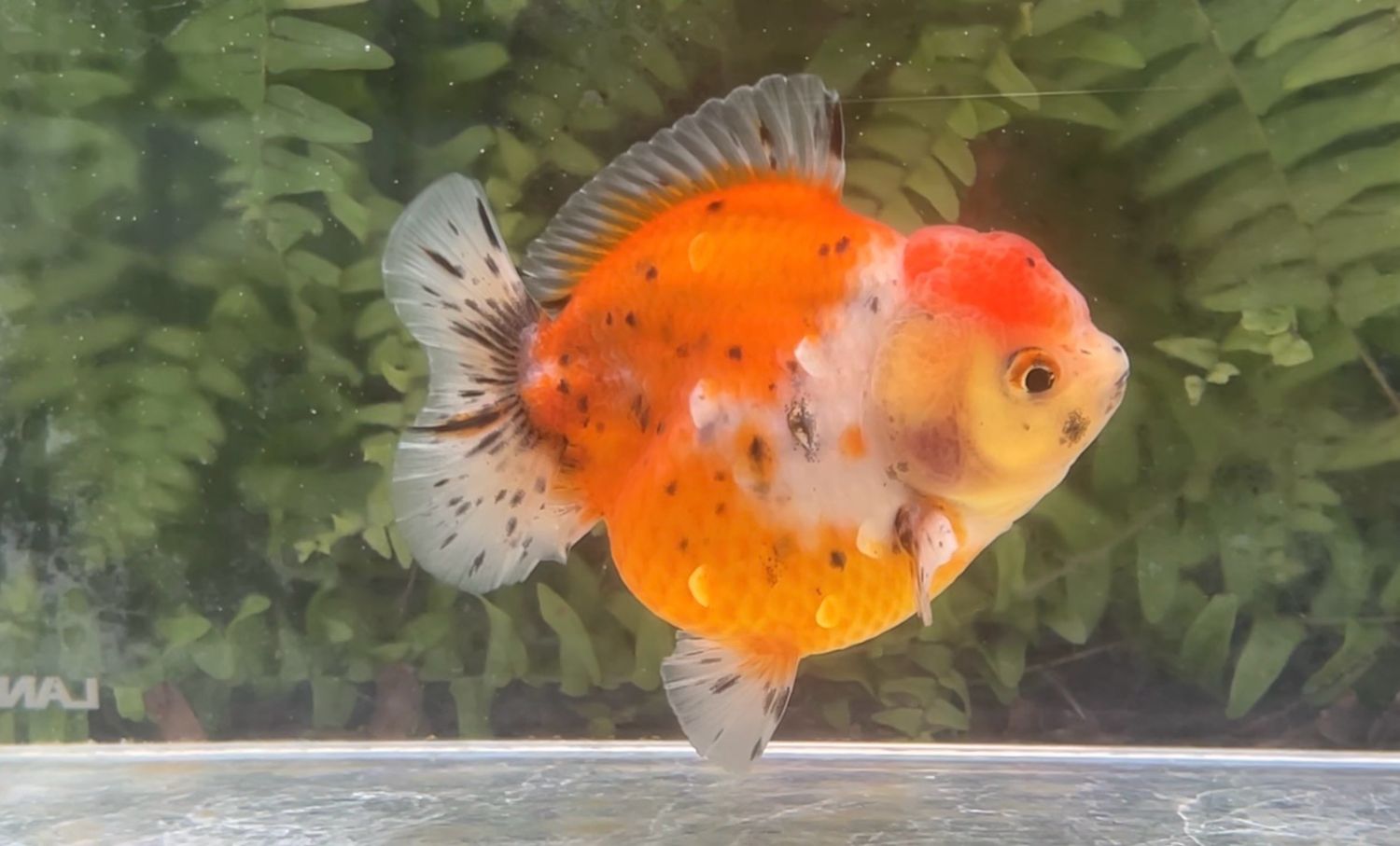 Calico Shogun Oranda (3.75”)