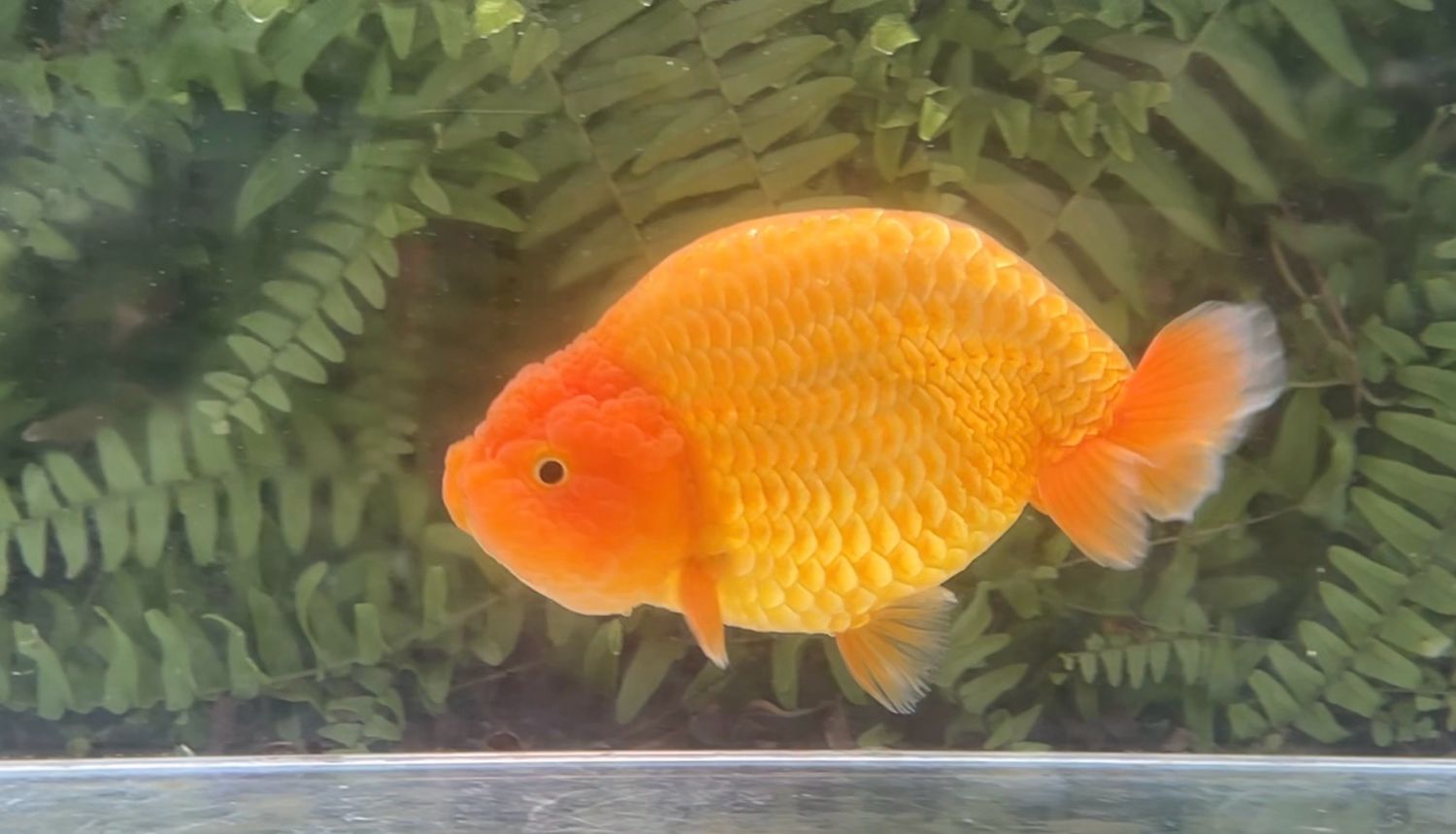 Red Yuanbao Ranchu (M, 5.5”)