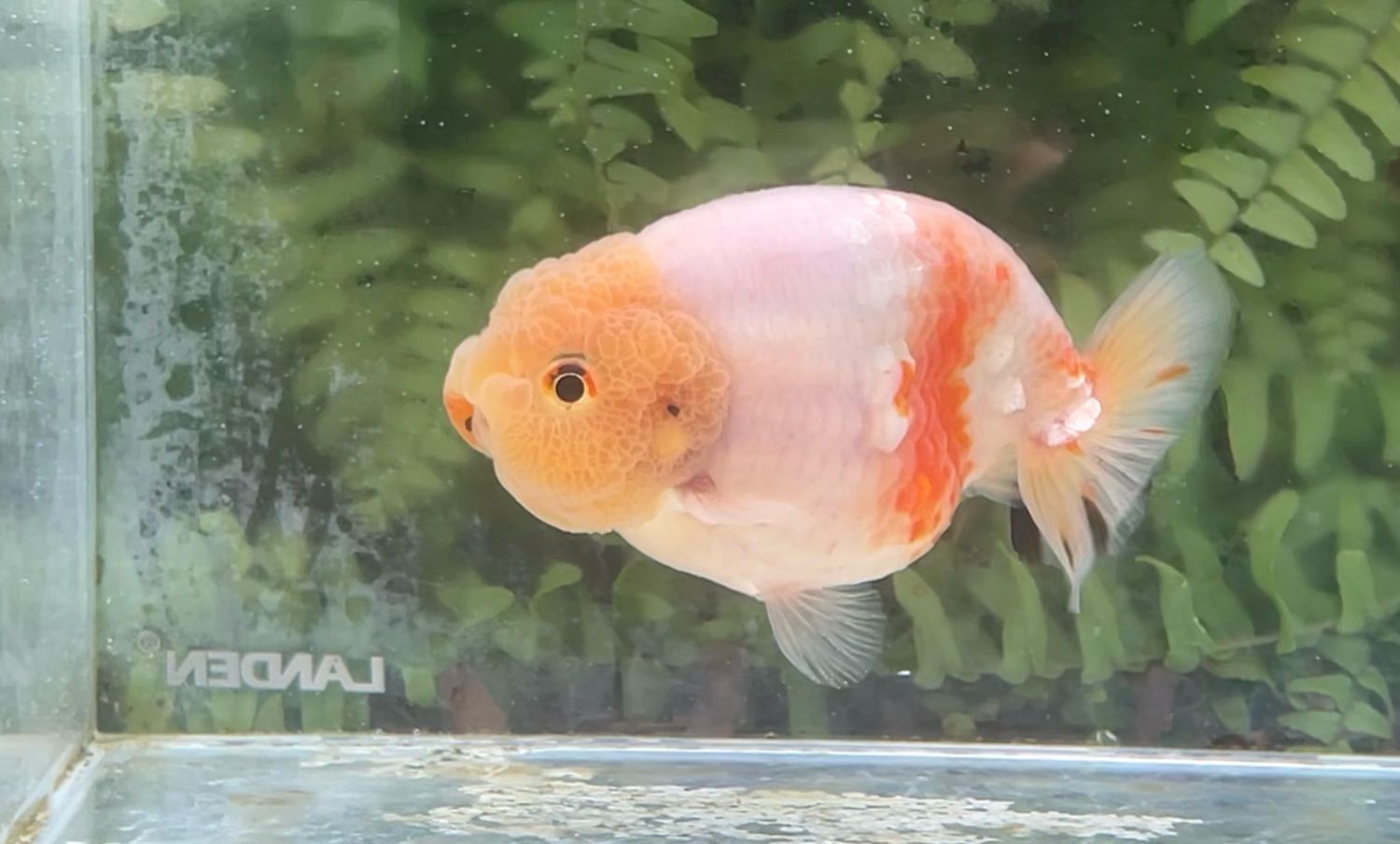 Sakura Yuanbao Ranchu (M, 3.75”)