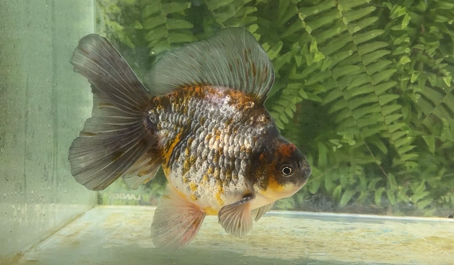 Blue Broadtail Ryukin (M, 6.5”)