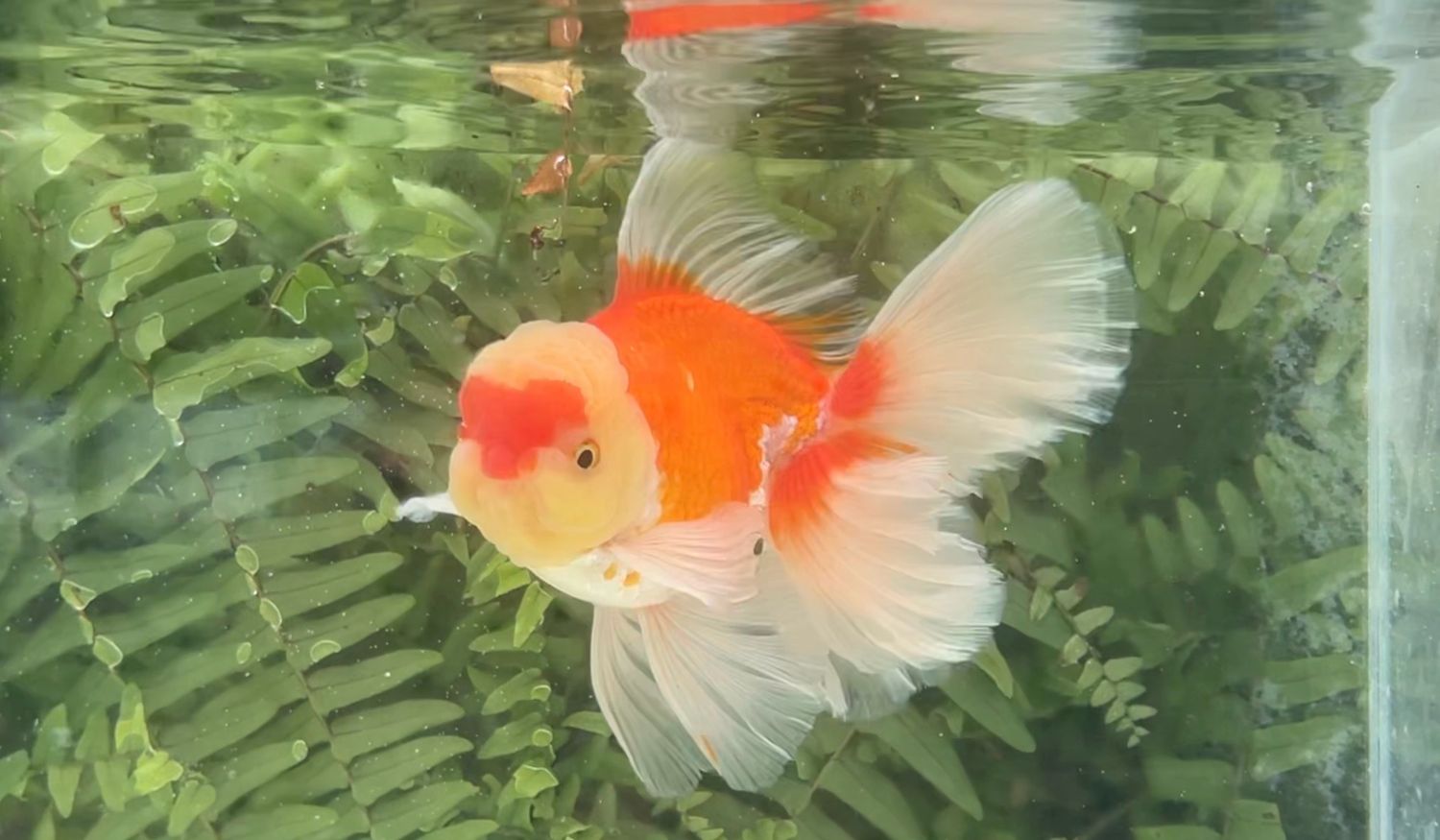 Red And White Peonytail Oranda (M, 6”)