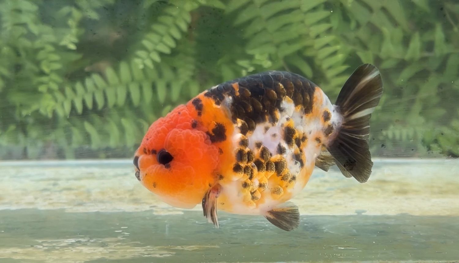Red Head Calico Yuanbao Ranchu (M, 3.8”)