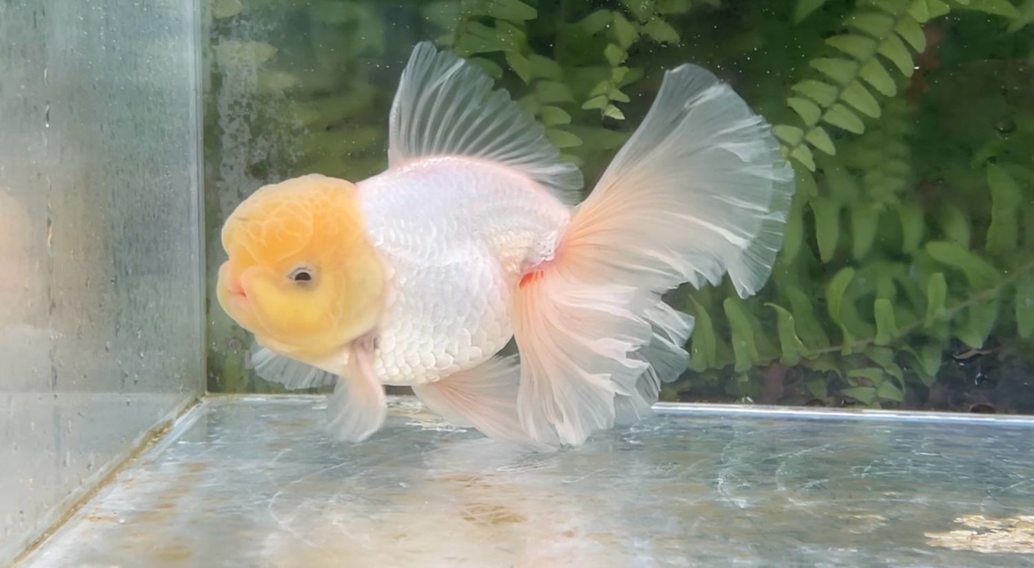 Lemon Head Red And White Peonytail Oranda (M, 5”)