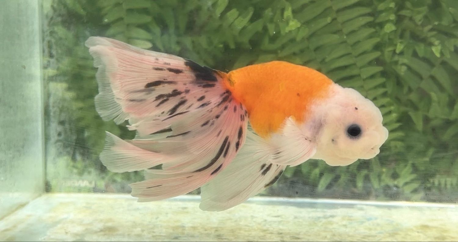 Orange Creamsicle Phoenixtail Ranchu (M, 6.5”)