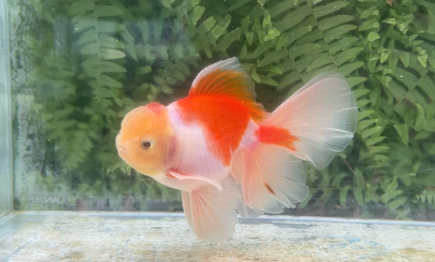 Sakura Rosetail Oranda (M, 6.25”)