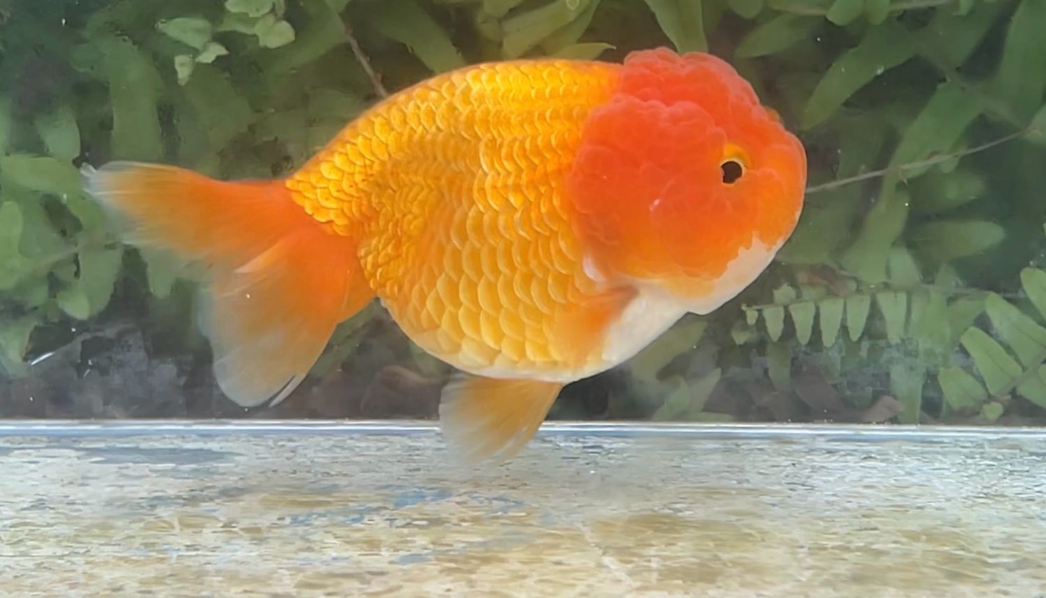 Red Lionhead (F, 4”)