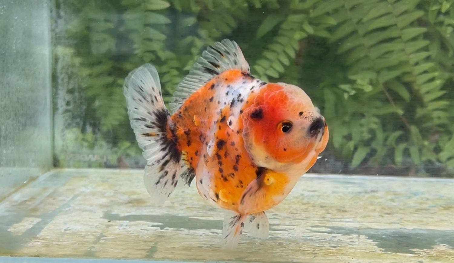 Calico Shogun Oranda (4”)