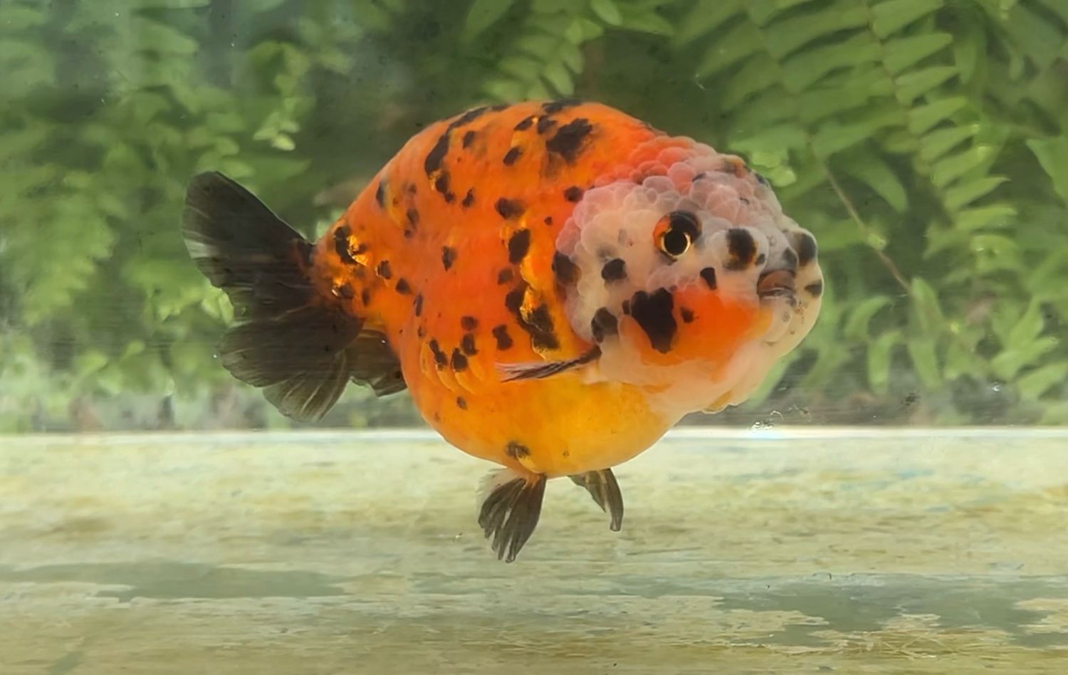 Leopard Spots Yuanbao Ranchu (M, 4.5”)