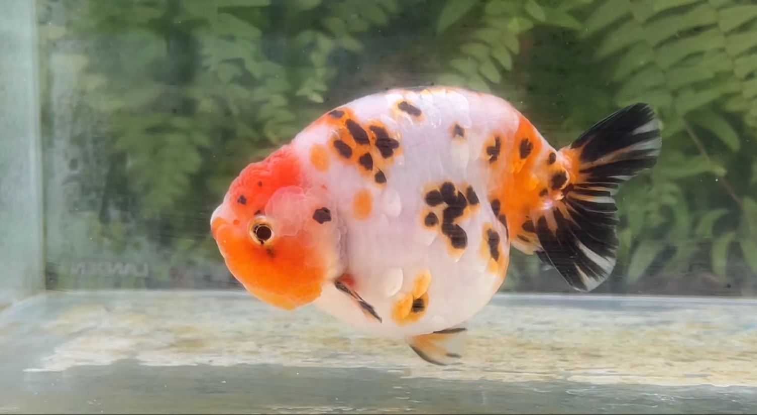 Milk Cow Yuanbao Ranchu (M, 4.5”)