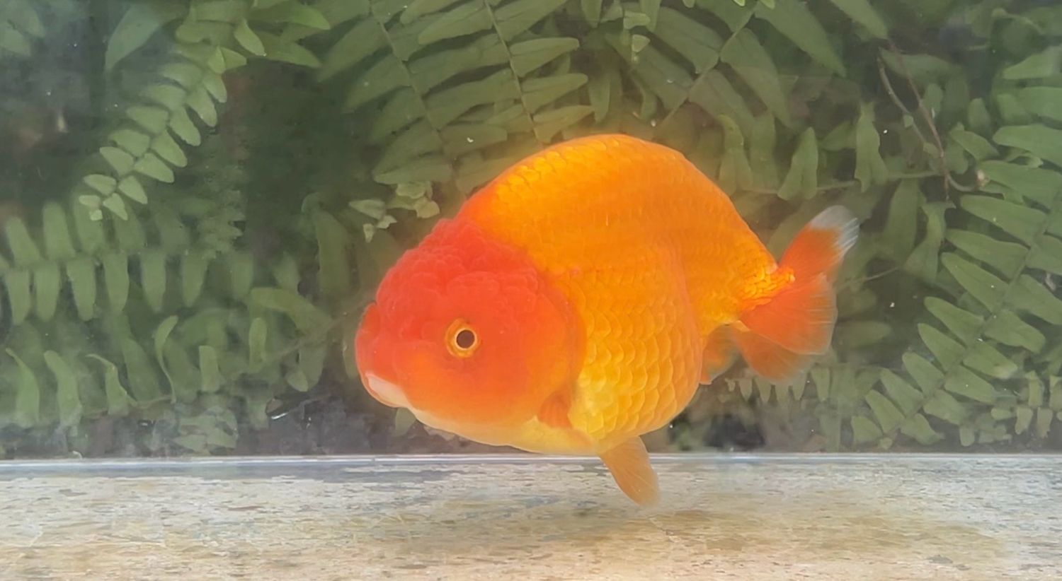 Red Yuanbao Ranchu (F, 5.25”)