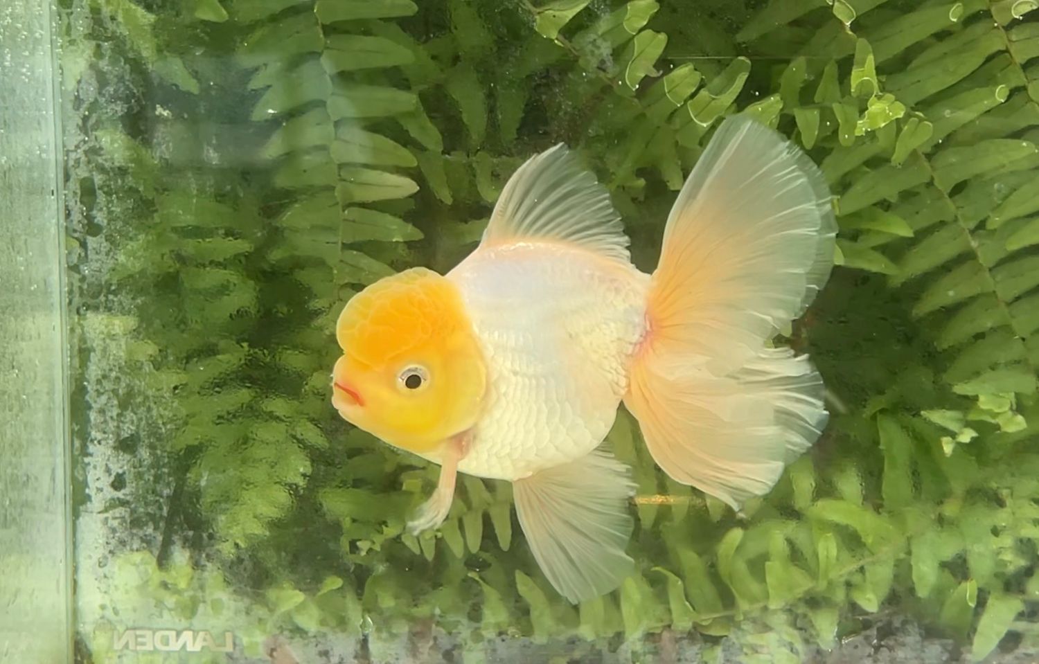 Lemon Head White Peonytail Oranda (M, 5”)