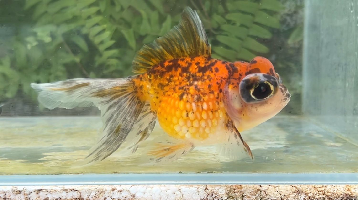 Leopard Spots Crown Pearlscale (F, 4.75”)