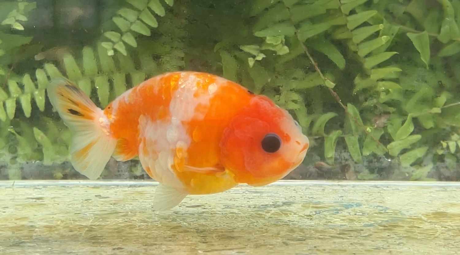Silver Coin Orange Creamsicle Yuanbao Ranchu (F, 4”)