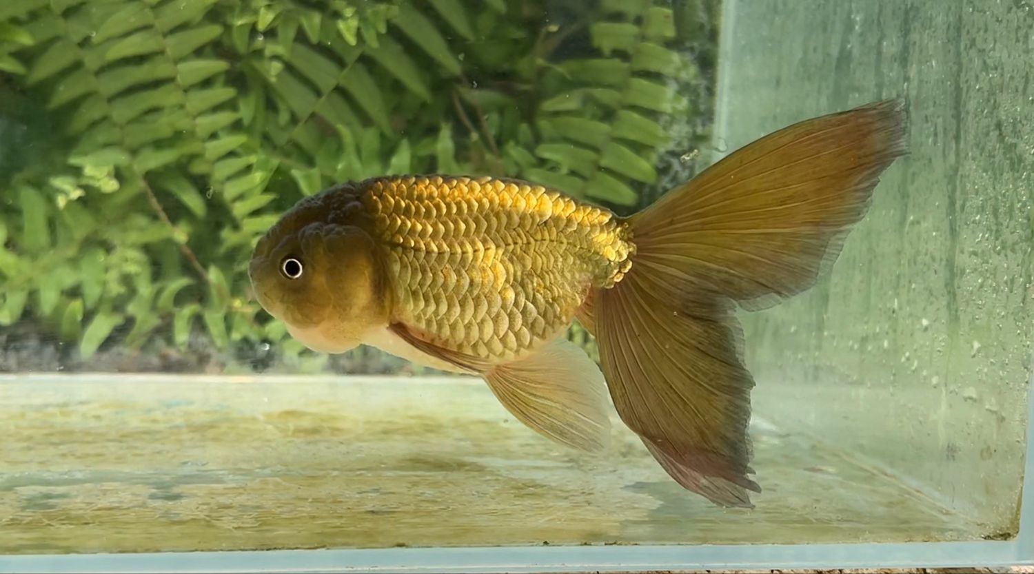 Bronze Phoenixtail Ranchu (F, 5.75”)