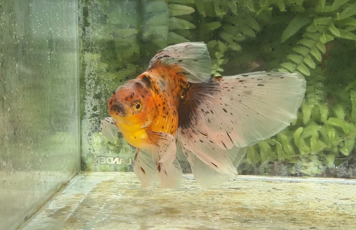 Calico Veiltail (M, 5.75”)