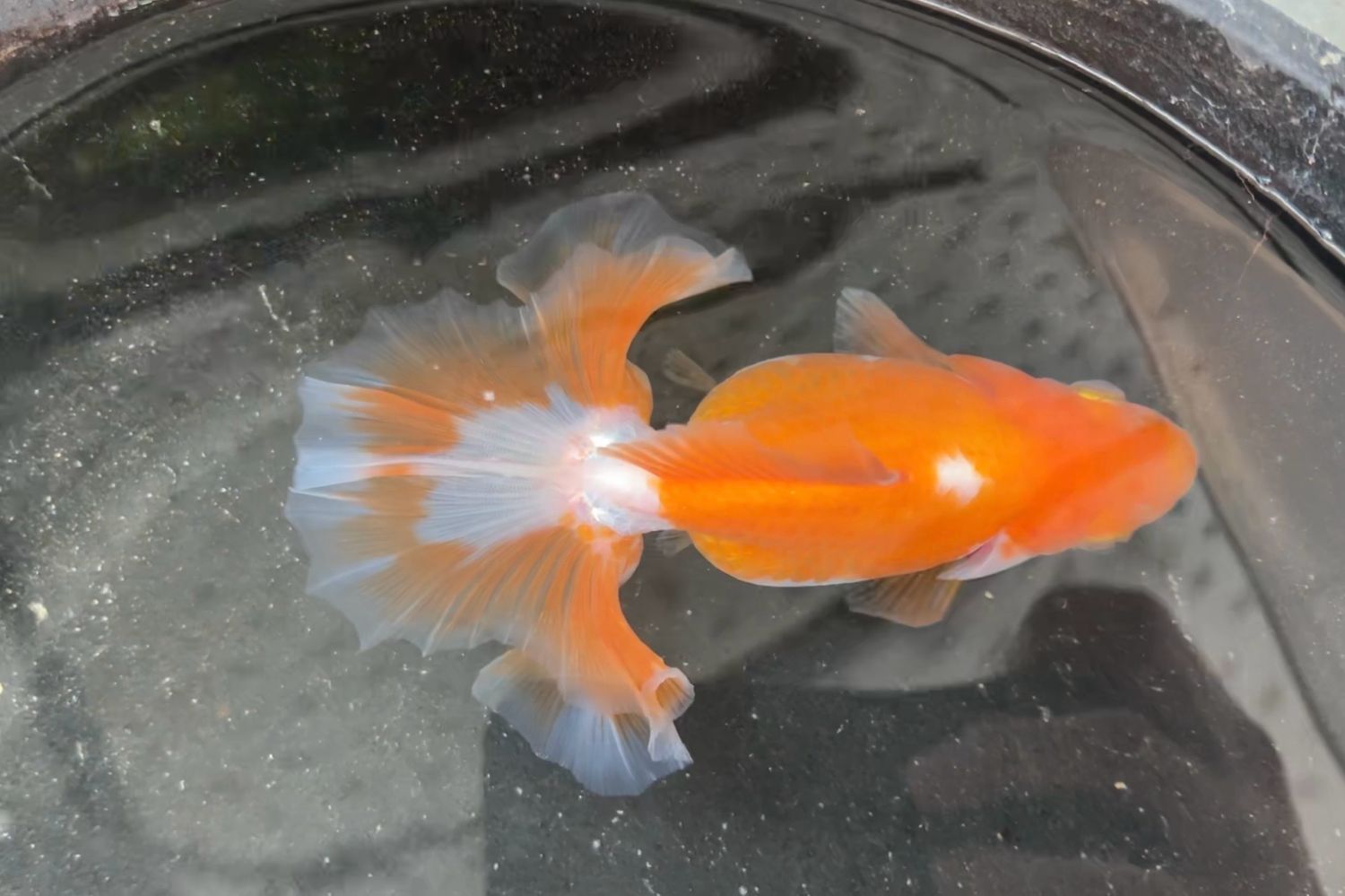 Red And White Tosakin (F, 4.5”)