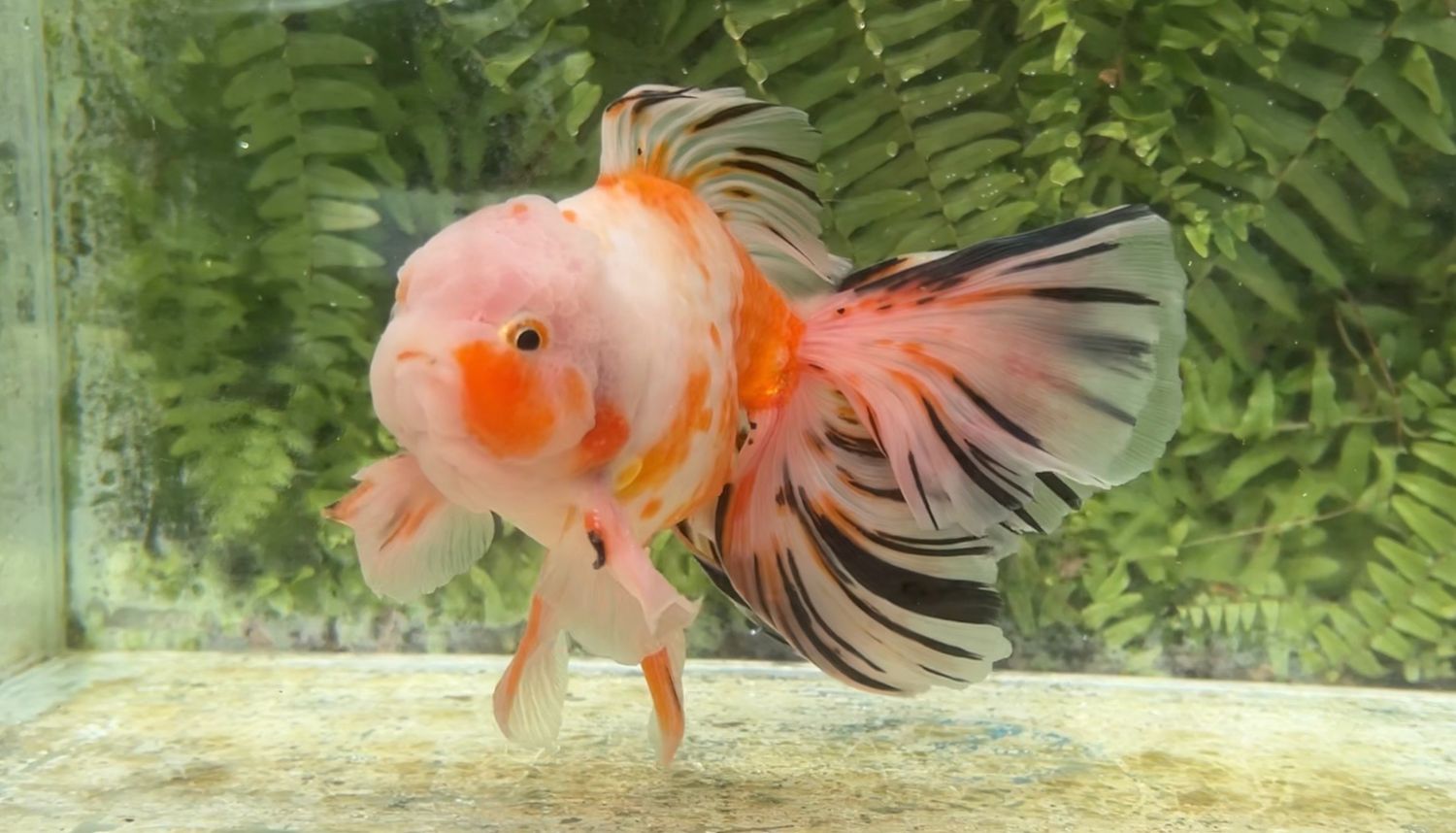 Tri-color Rosetail Oranda (M, 8.25”)
