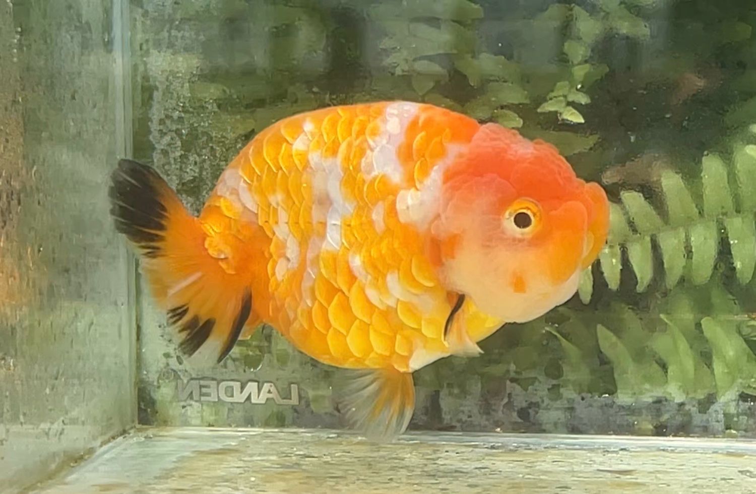 Red And White Yuanbao Ranchu (M, 4.25”)