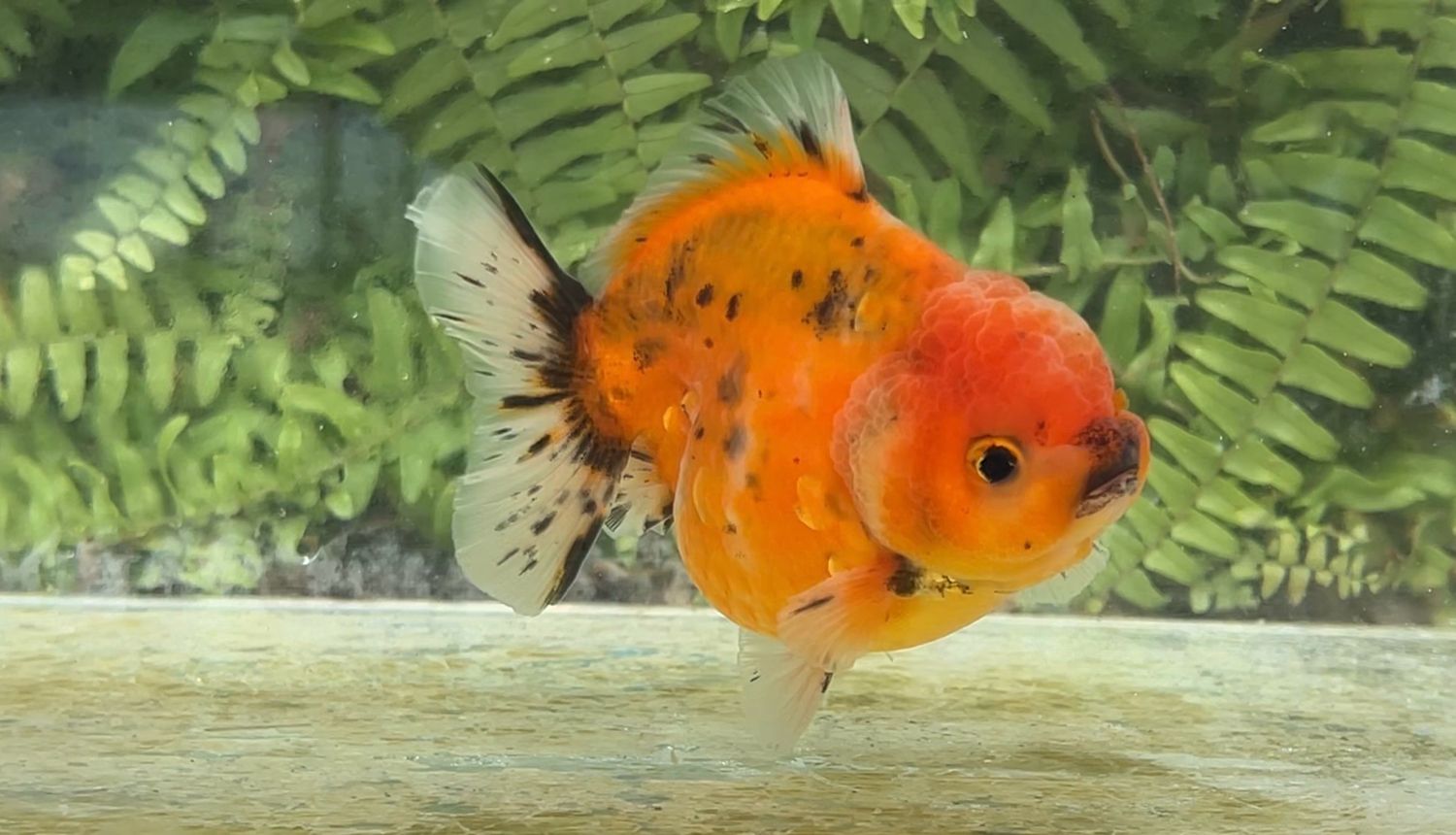 Autumn Leaves Shogun Oranda (4.25”)