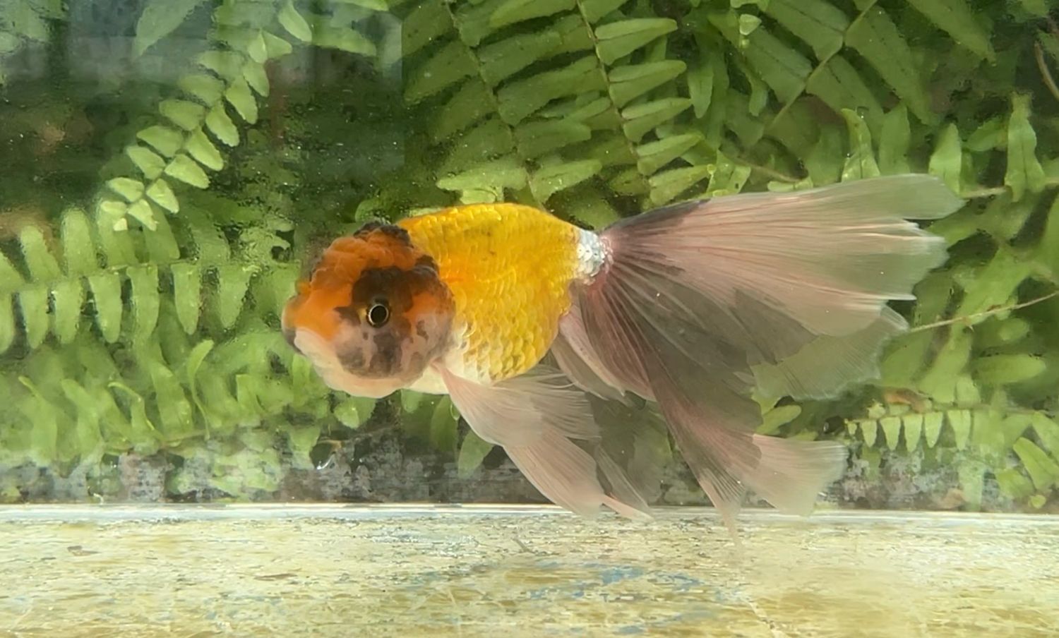 Tri-color Phoenixtail Ranchu (F, 5.75”)
