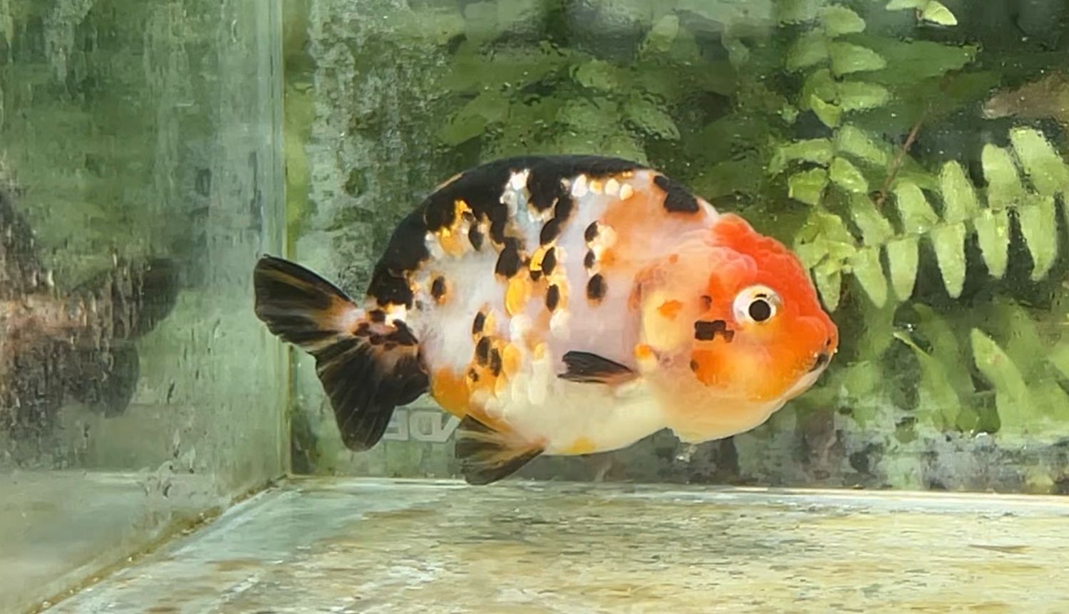 Milk Cow Yuanbao Ranchu (F, 3.5”)