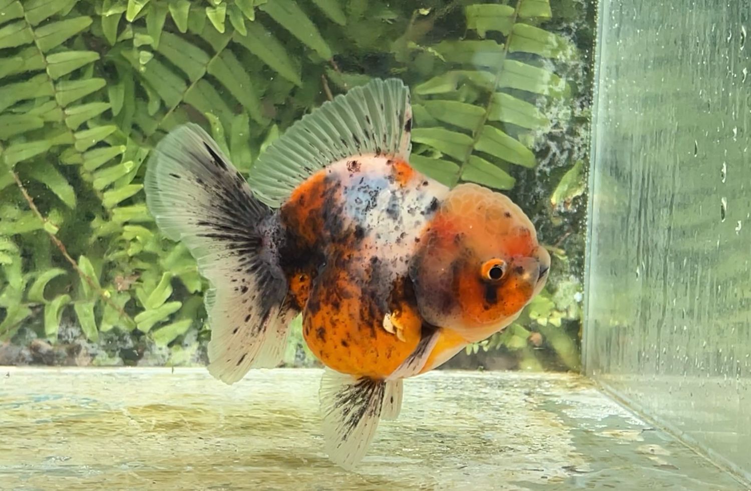 Calico Rosetail Oranda (4”)
