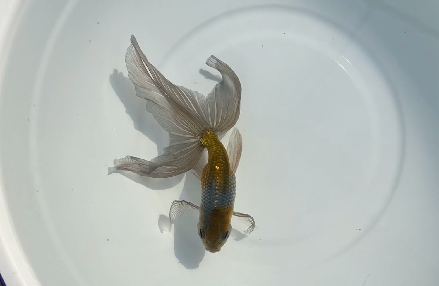 Blue Egg Phoenix (F, 6.5”)