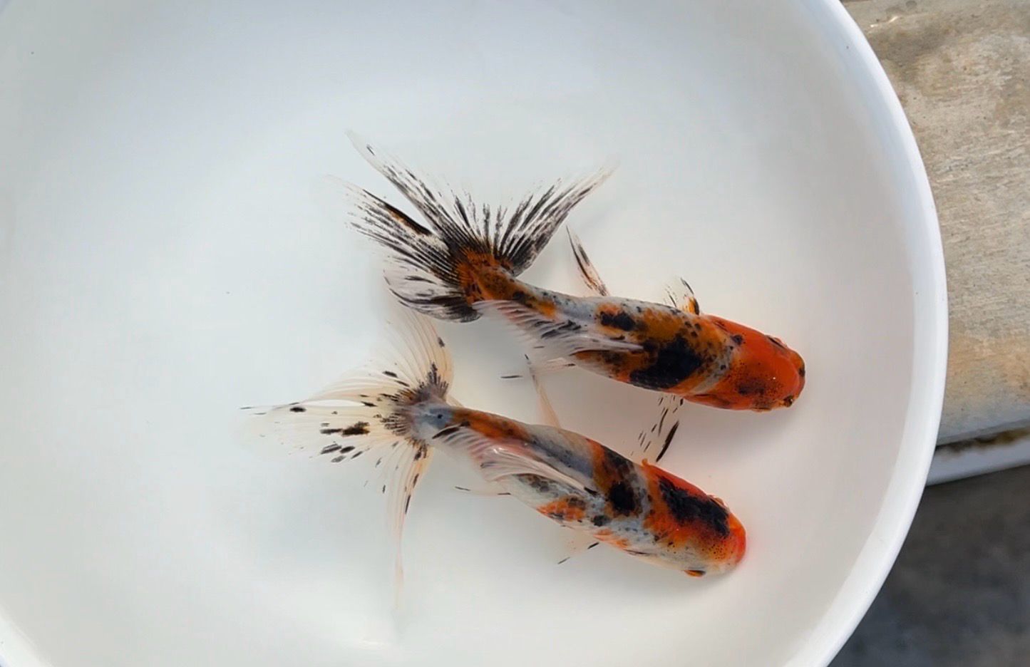 2 Pack Azumanishikis (4.25 - 4.5”)
