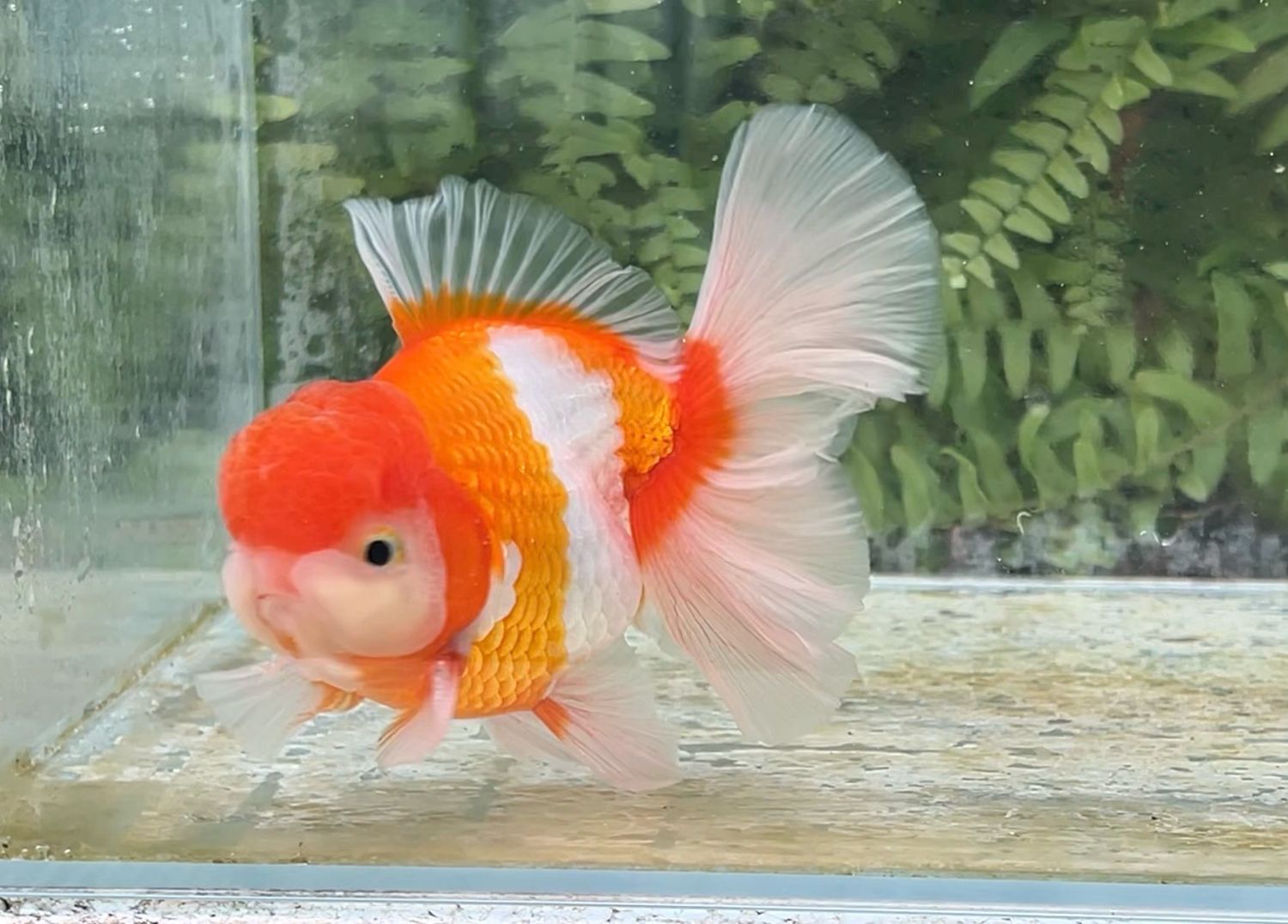 Red And White Peonytail Oranda (M, 5”)