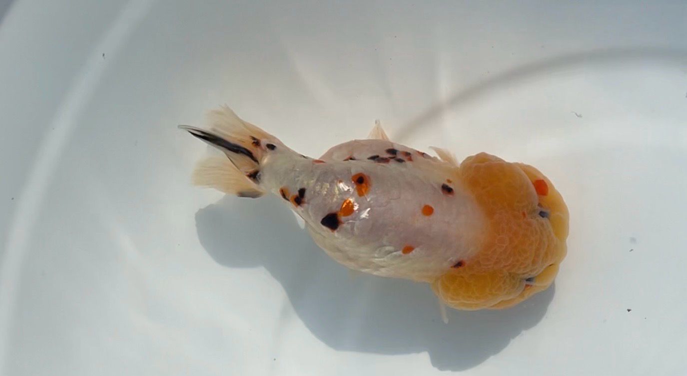 Tri-color Color Yuanbao Ranchu (M, 4”)