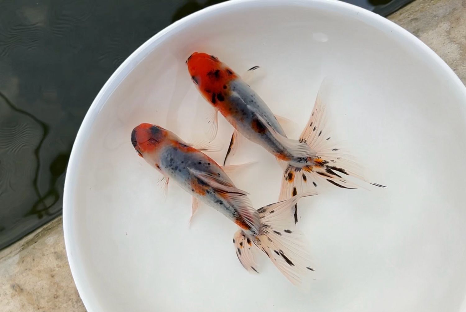 2 Pack Azumanishikis (4.5”)