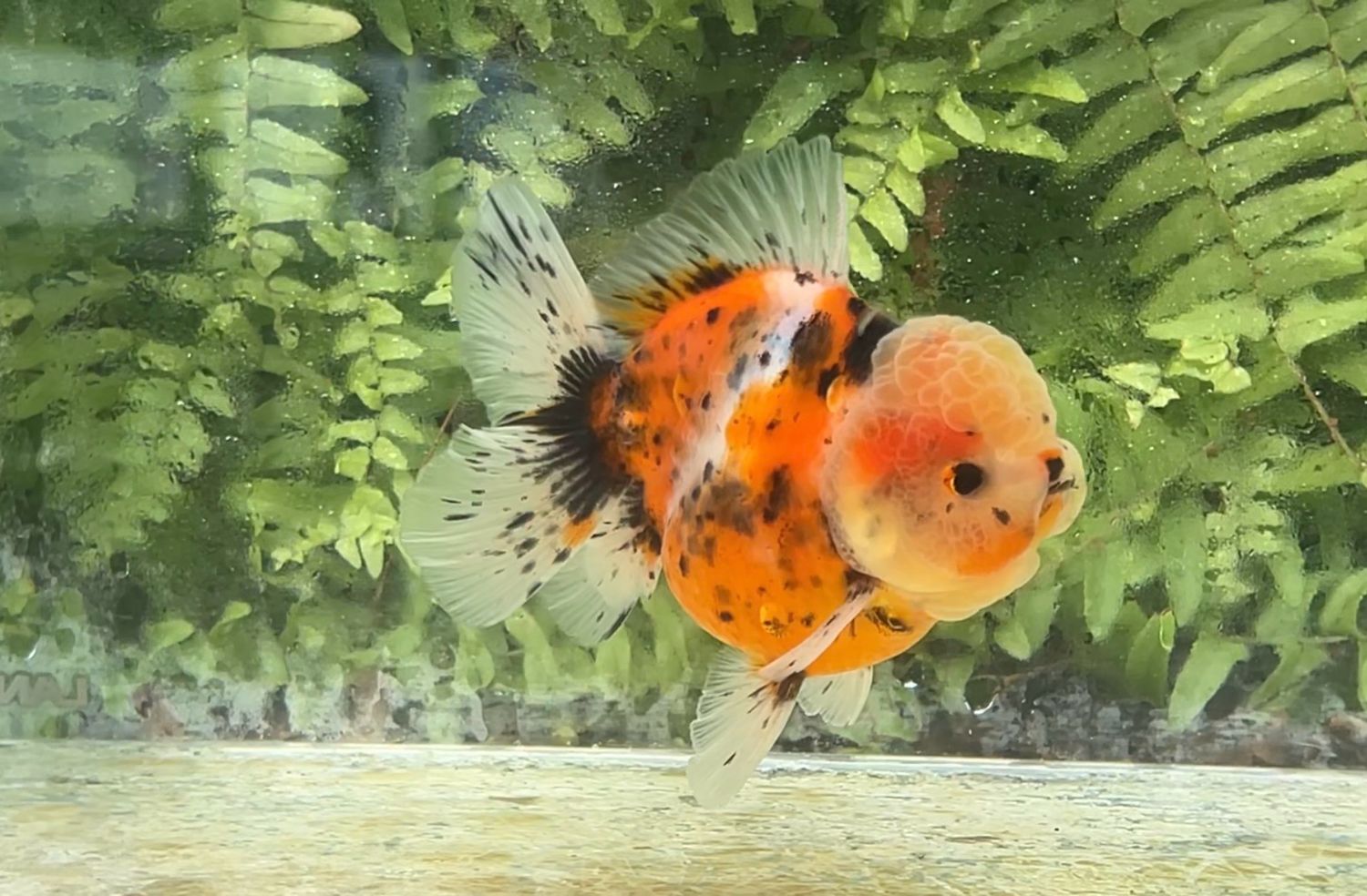 Calico Shogun Oranda (4”)