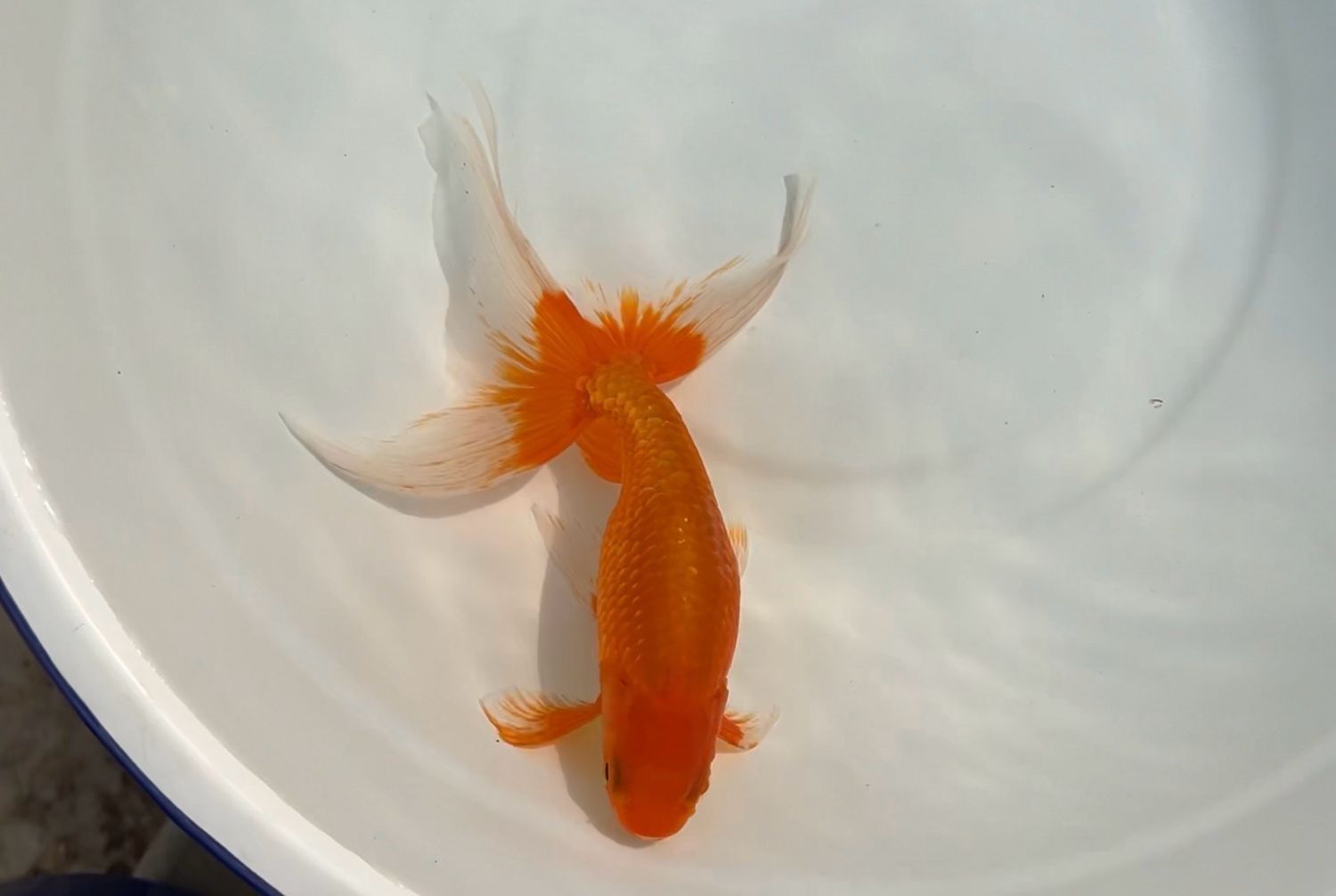 Tusgaru Nishiki (F, 7.25”)