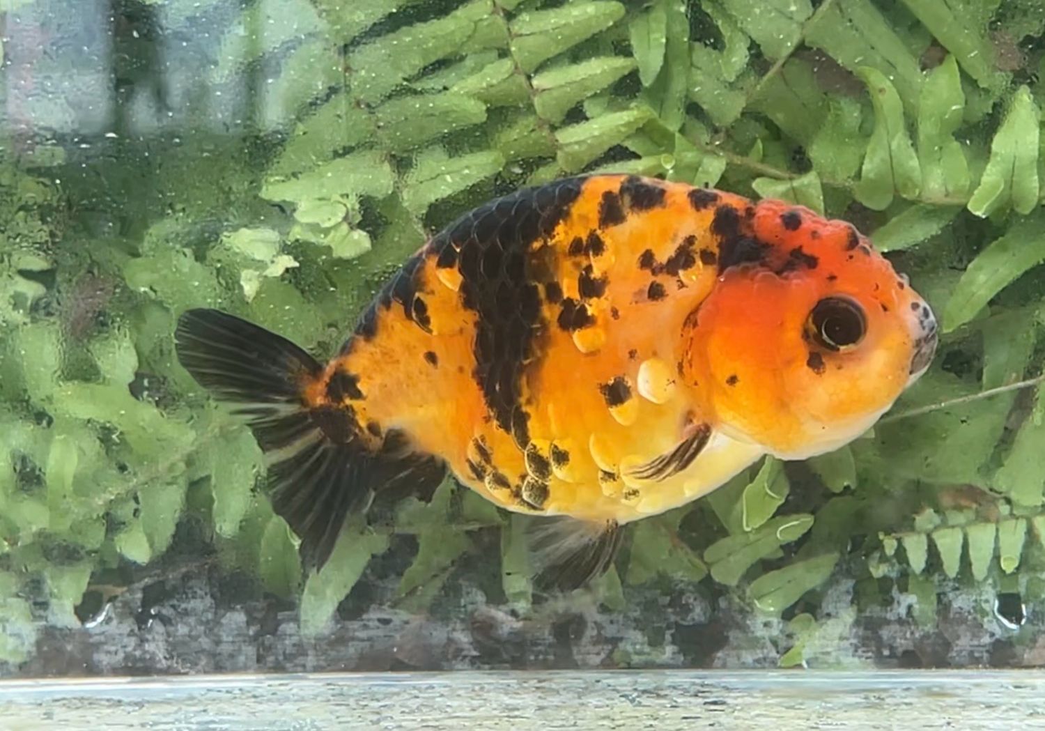 Tiger Yuanbao Ranchu (F, 4”)