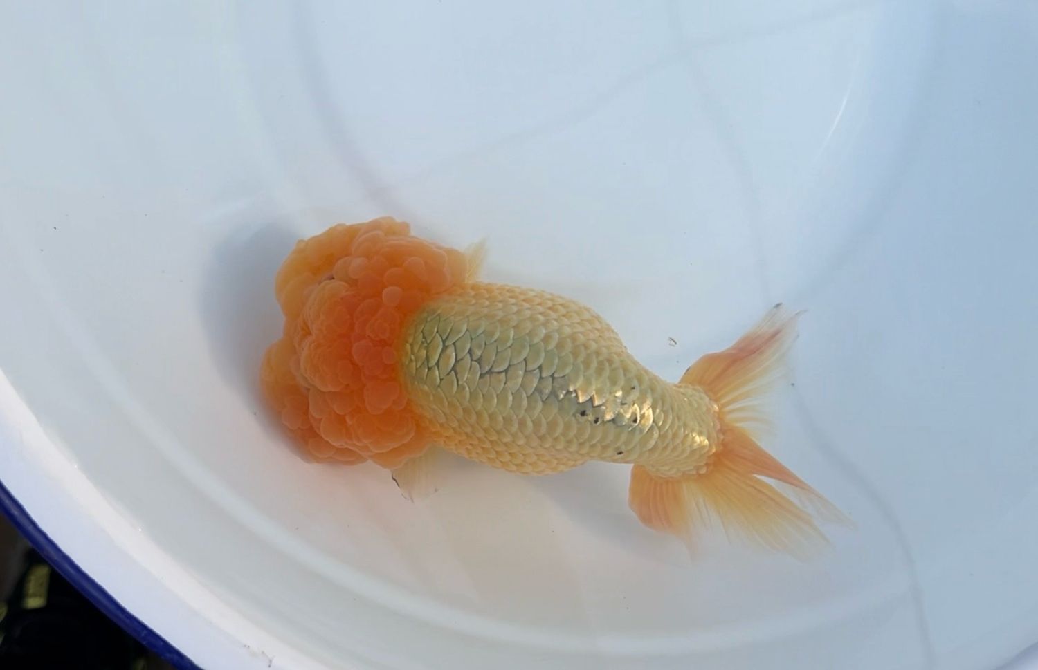 Red Lionhead (M, 5.5”)