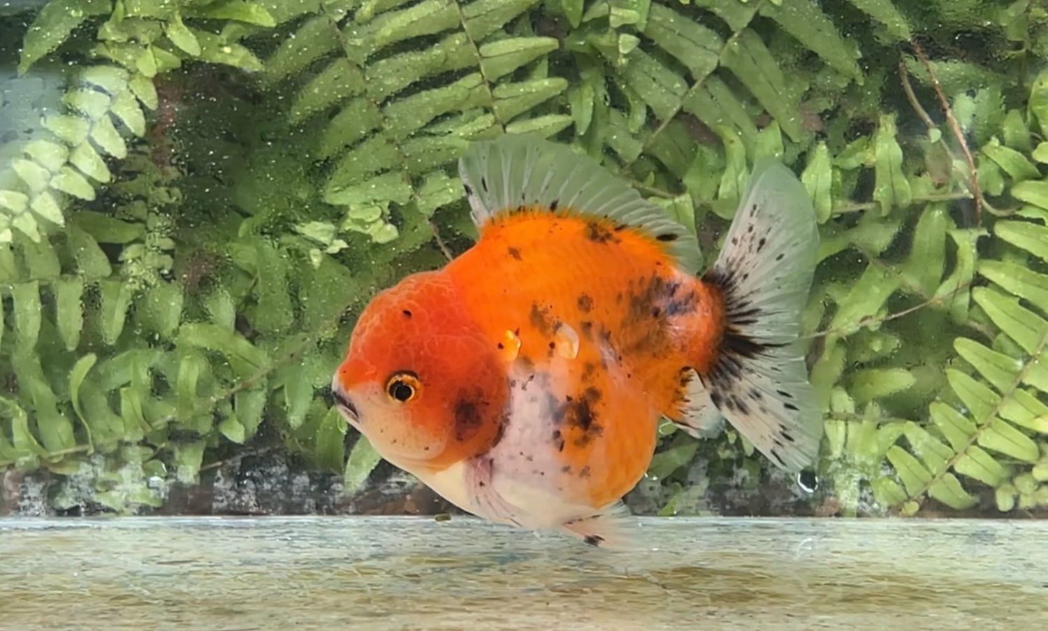 Calico Shogun Oranda (4”)