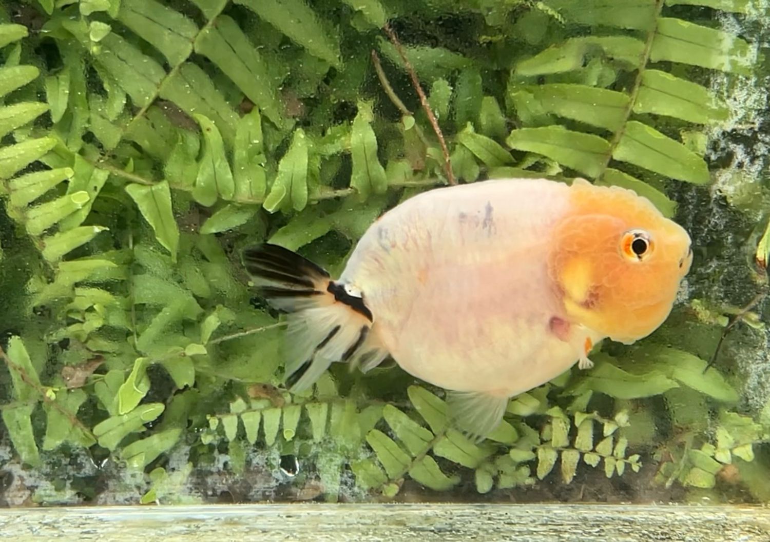 Tri-color Yuanbao Ranchu (F, 3.75”)