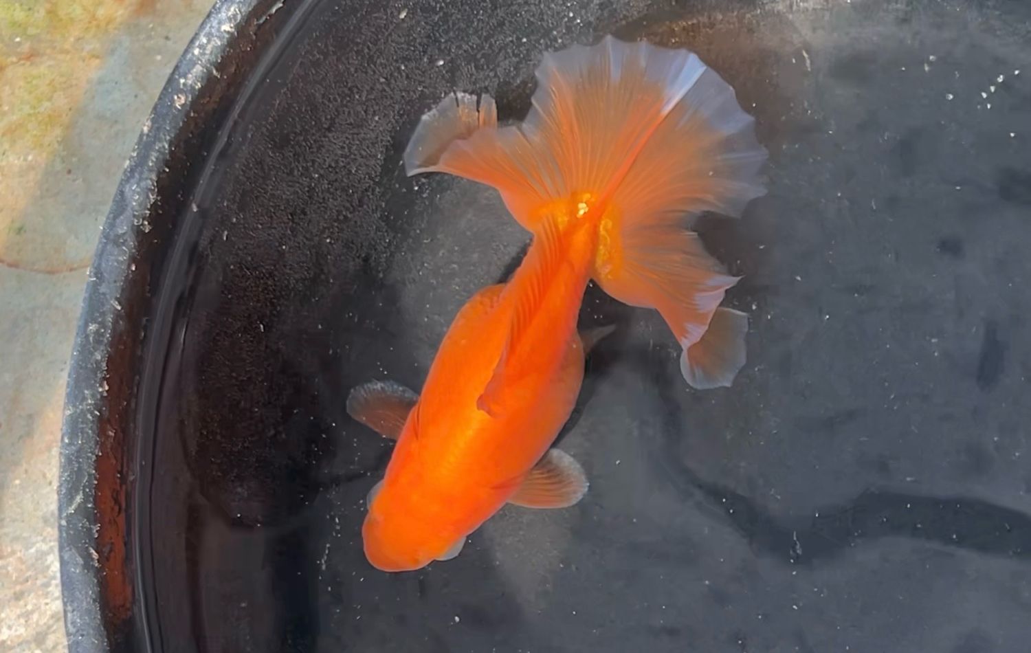 Red Tosakin (F, 4.25”)