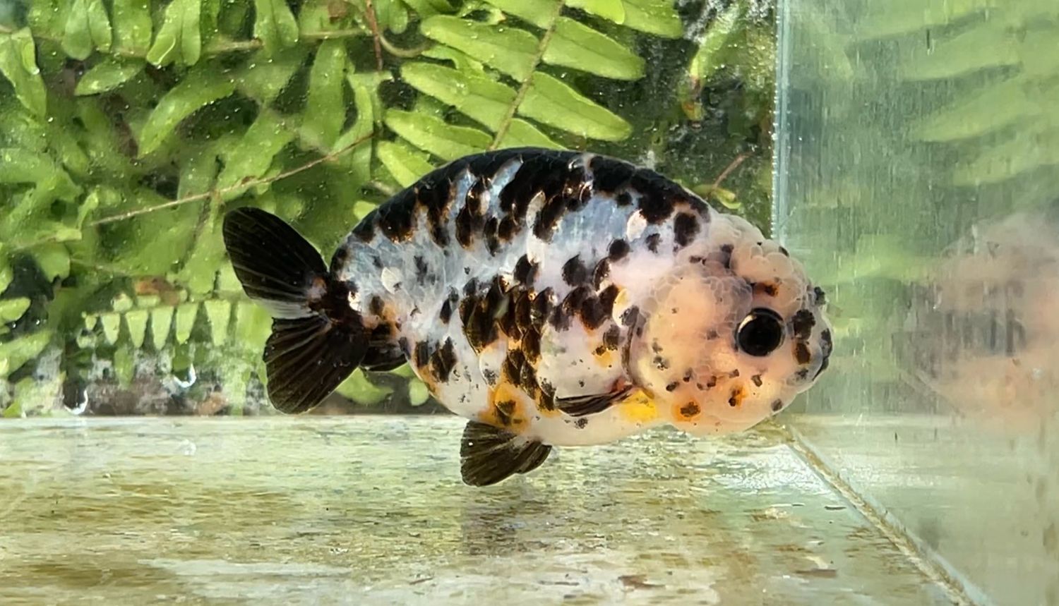 Calico Yuanbao Ranchu (F, 3.75”)
